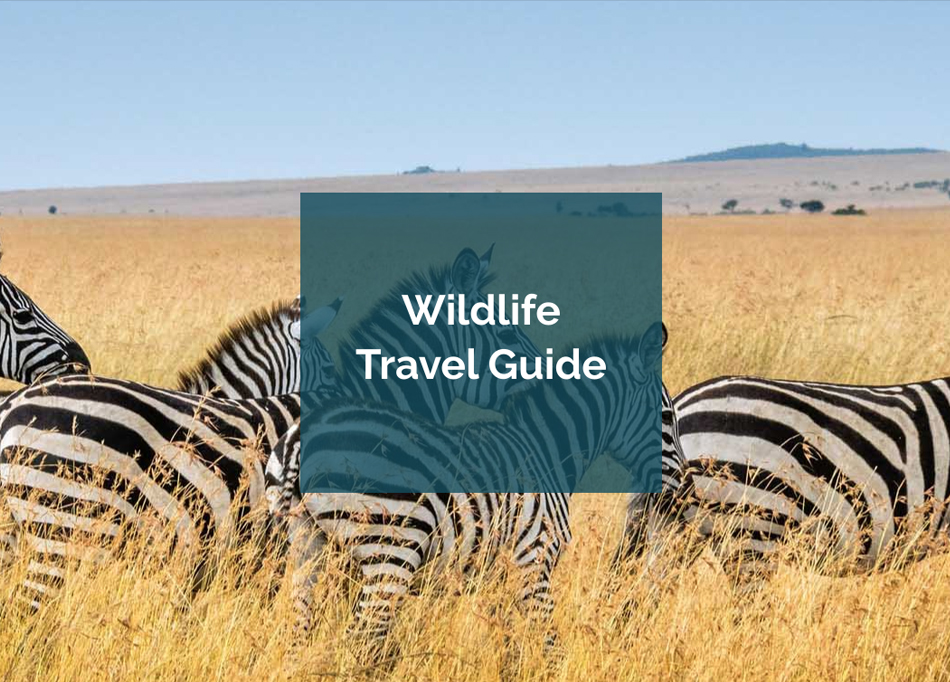 Wildlife - Intego Travel