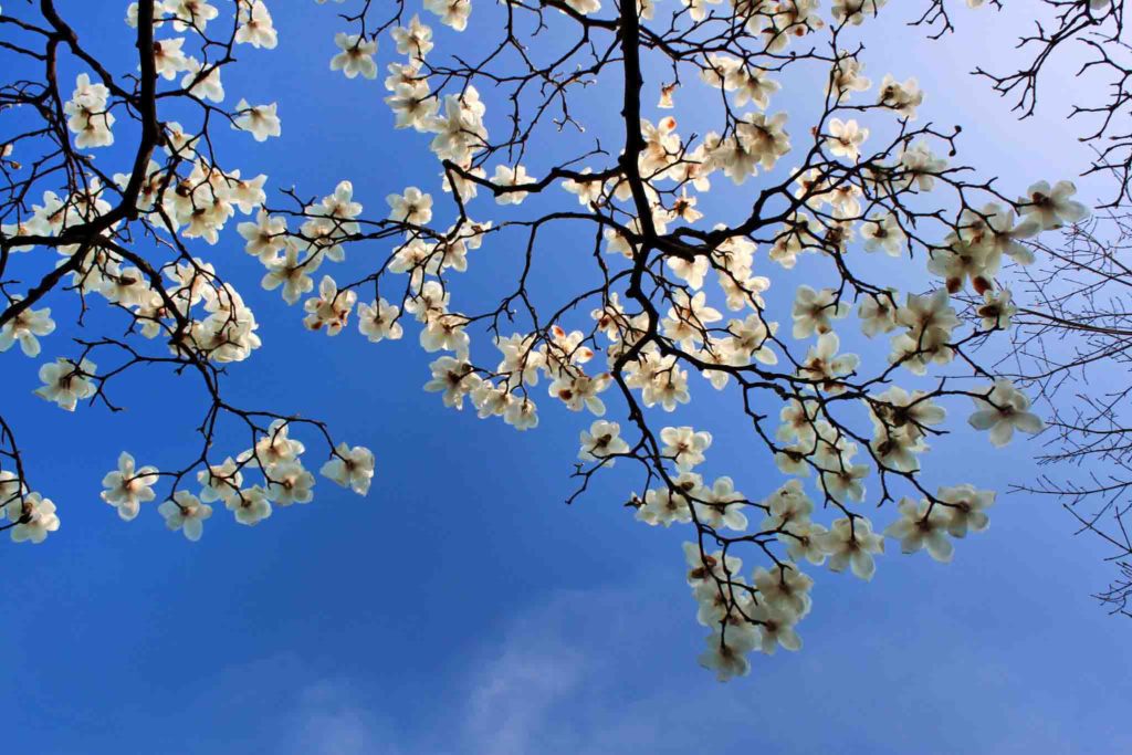 White magnolia flowers in Japan